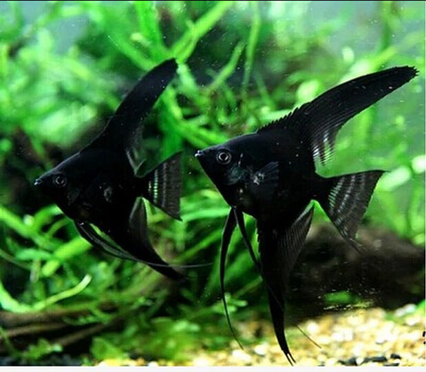 黑神仙鱼 墨燕 热带鱼 观赏鱼 黑仙 神仙鱼 神仙