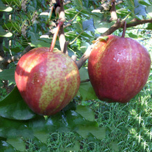 全红梨树苗价格合理果园供应提供种植技术黄金梨树苗个大口感有
