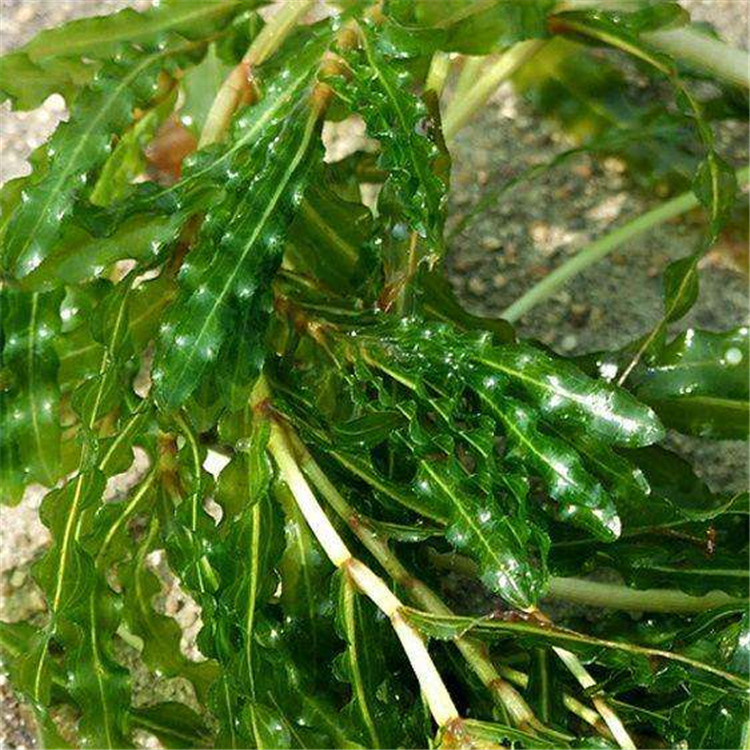 批发菹草 虾藻虾草麦黄草 各种水生植物 沉水植物