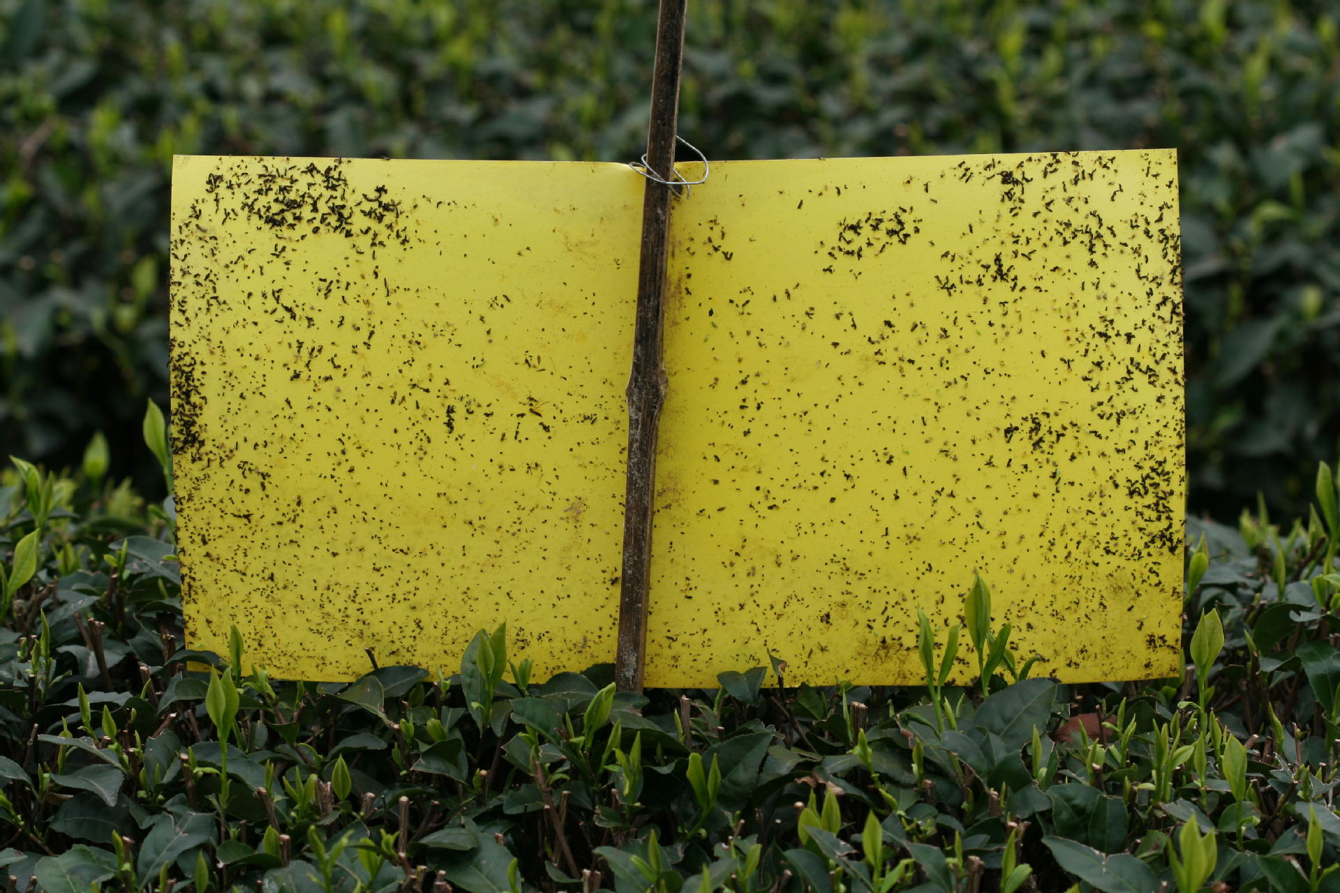 产品实际案例效果图