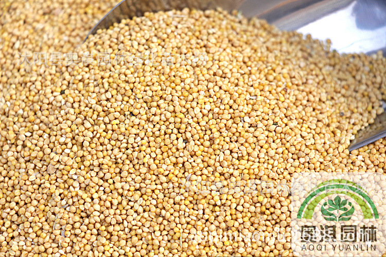 优质小米种子 小黄米种子 黄谷子 糜子种子 谷子货到付款量大优惠