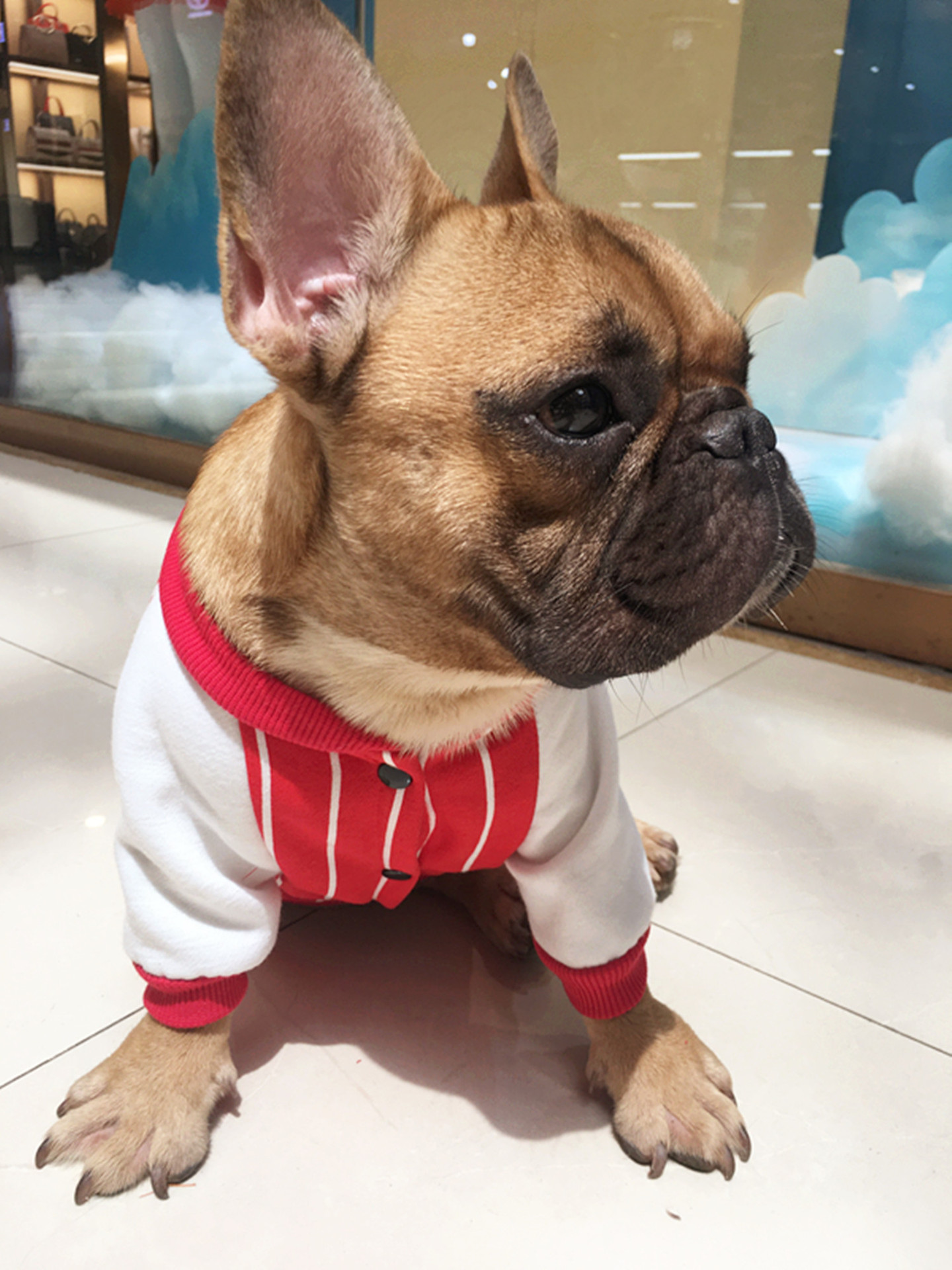 宠物用品新款宠物狗衣服斗牛犬条纹卫衣狗狗衣服秋冬服装现货批发