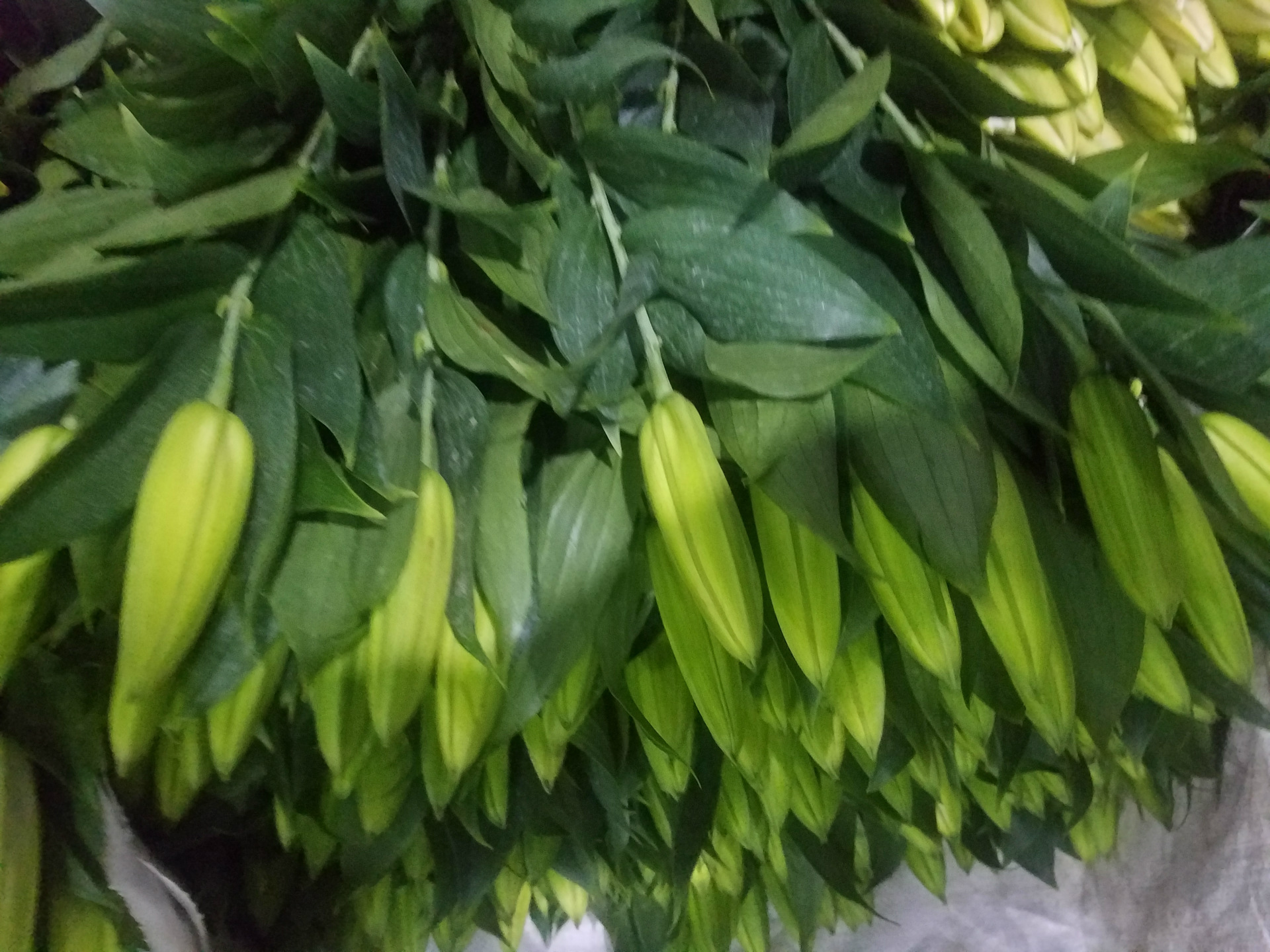 云南昆明百合花批发优质西伯利亚百合 基地直销百合花婚庆首选