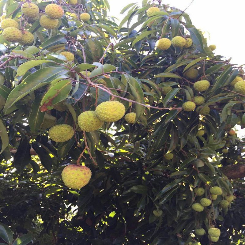 供应特产麻垌优质荔枝原产地青皮荔