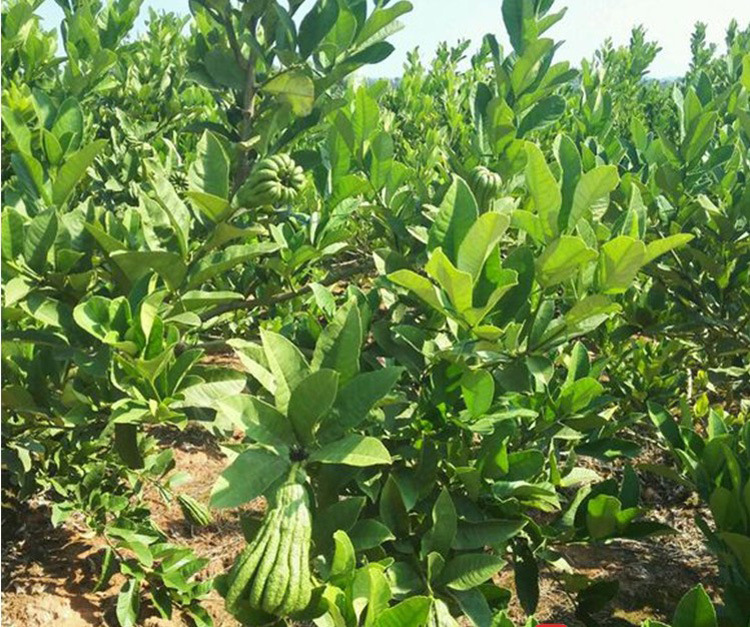 佛手苗 盆栽 庭院佛手树苗 金佛手树苗 千佛手果树苗 当年结果