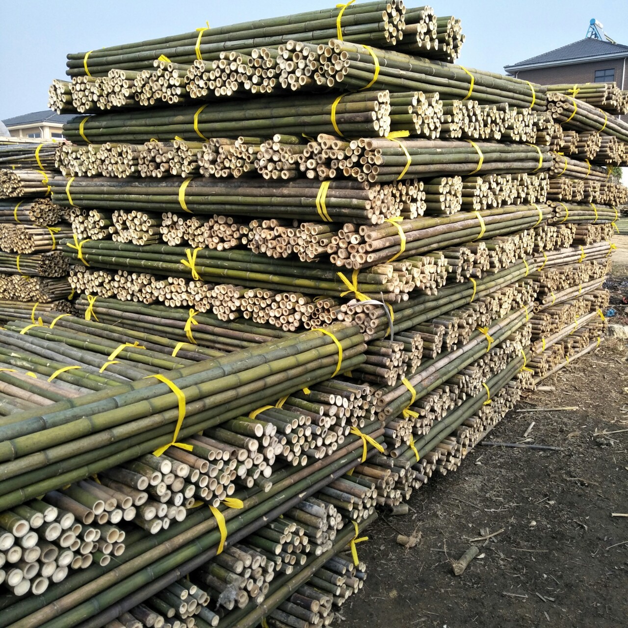 【源头货源】厂家批发价廉实用树木支撑用竹梢 竹竿