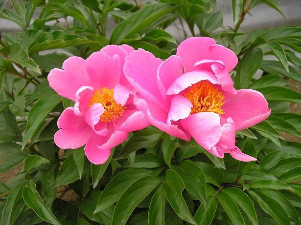 赤芍提取物 赤芍粉 赤芍浸膏粉 包邮_西安__植物提取物-食品商务网