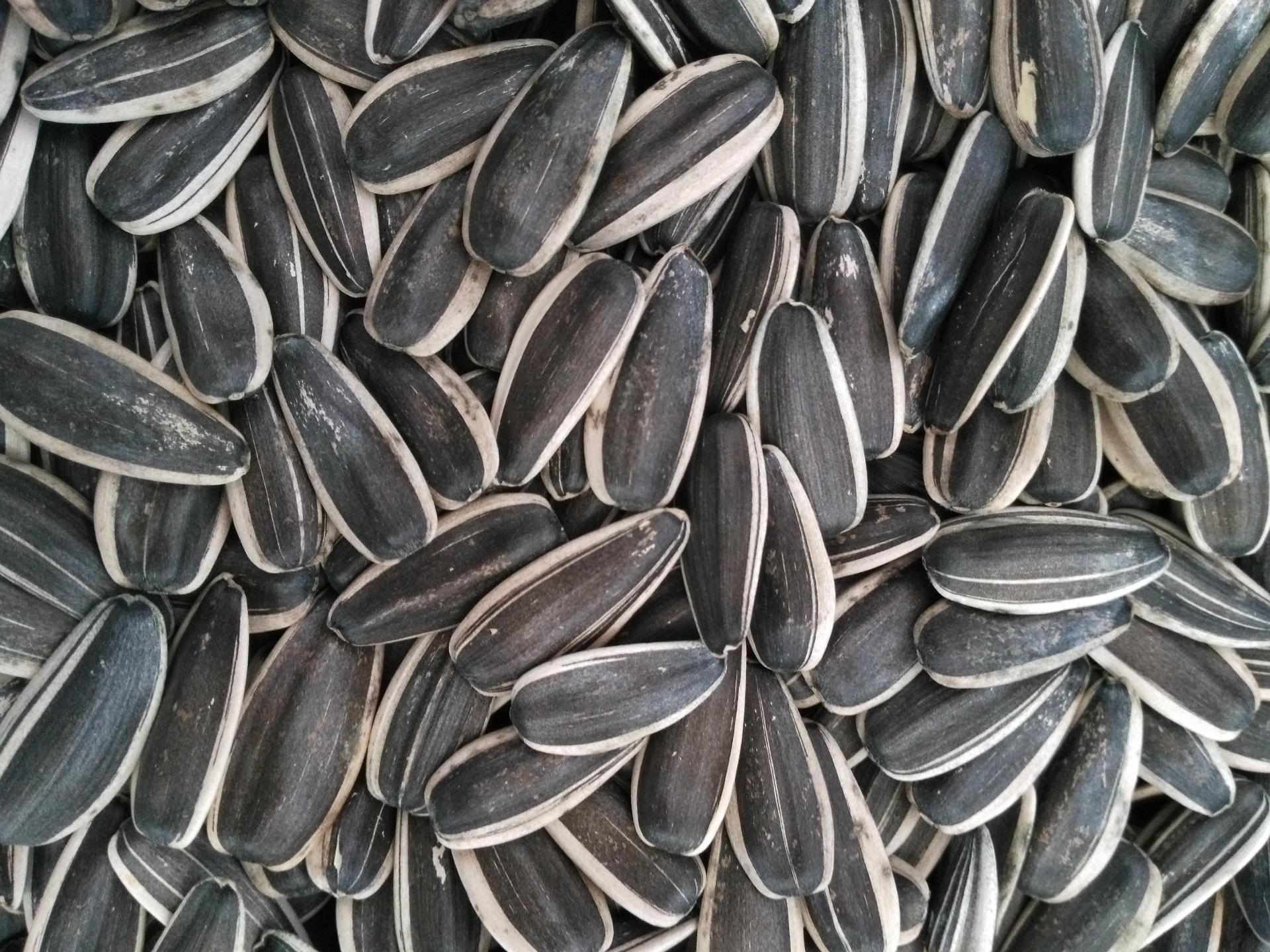 内蒙古特产葵花籽(363)特大的葵花籽焦糖瓜子原料