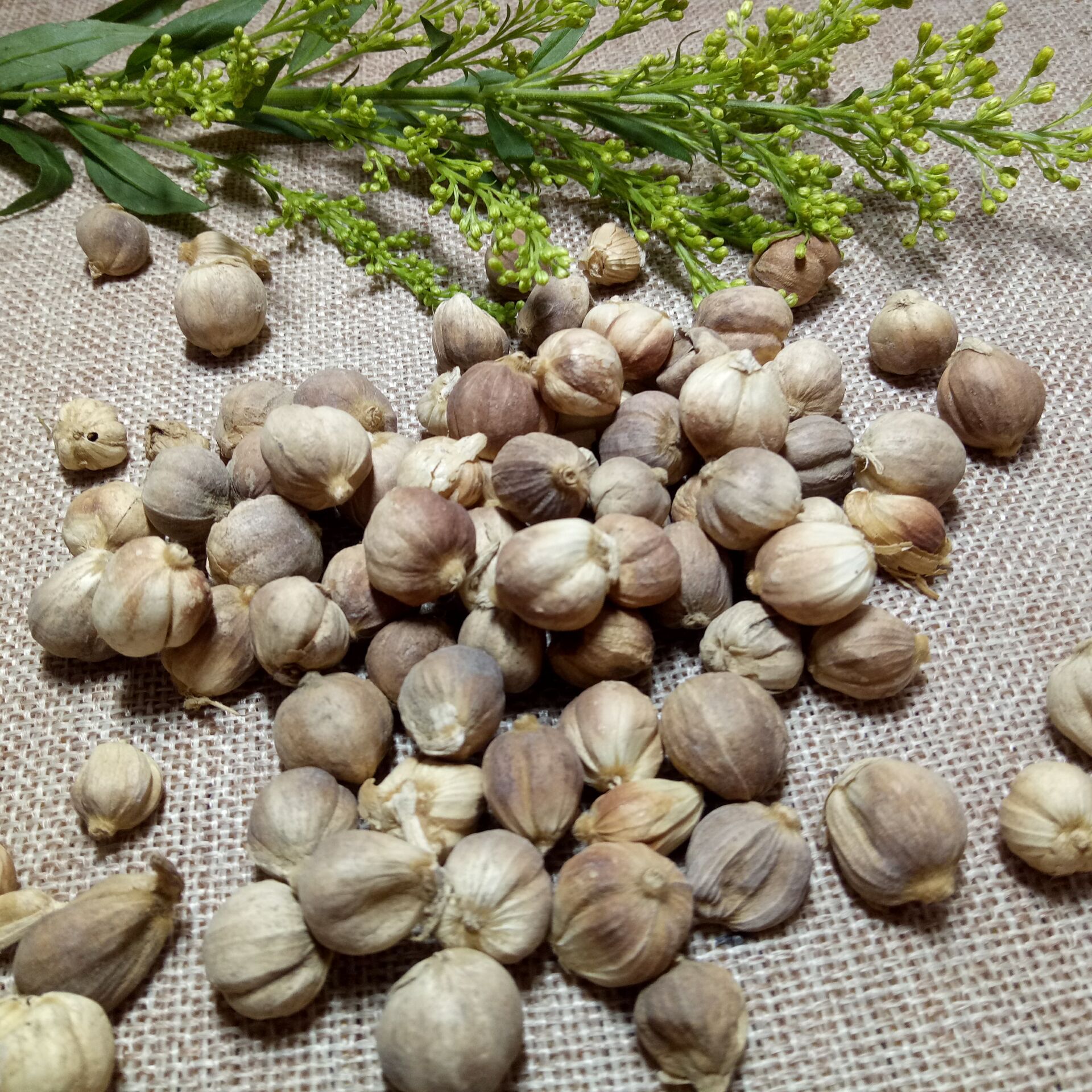 批发香料类白豆蔻壳蔻卤料火锅佐料 白叩粉 大量现货20吨