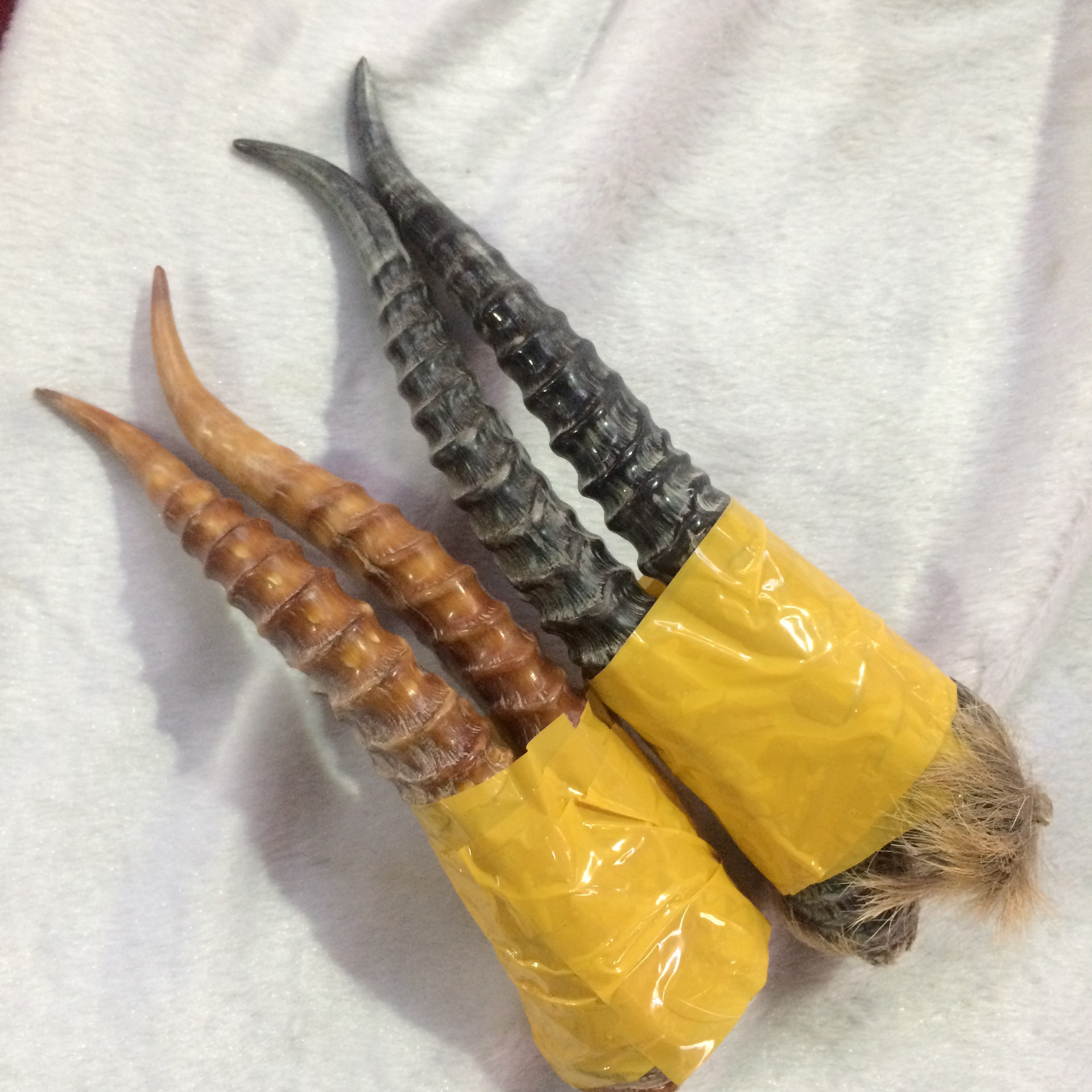 古玩杂项天然野生山羊角 diy刀把柄红透