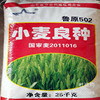 Supply to Luyuan 502 Wheat seeds high quality High yield Seeds of Wheat wholesale