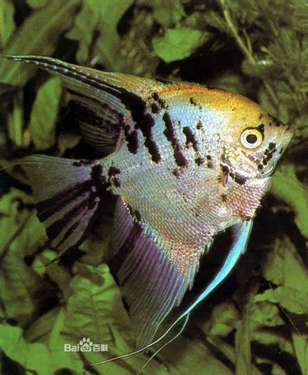 热带鱼 观赏鱼 熊猫仙 神仙鱼 燕子鱼 燕鱼 三色燕鱼 三色神仙