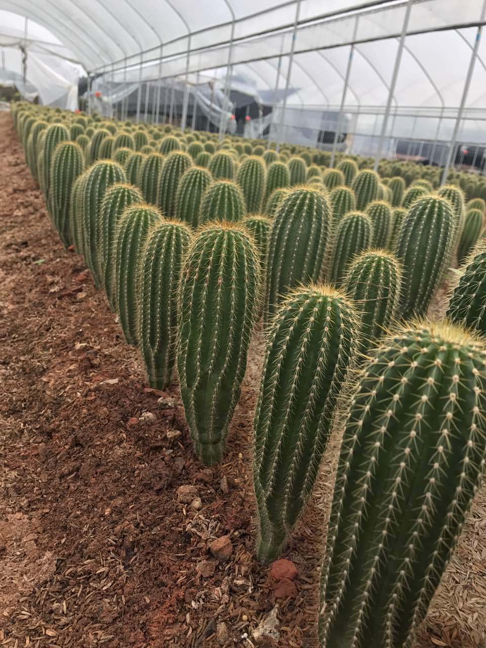 仙人掌大凤龙沙漠绿植净化空气 室内观赏多肉植物批发 厂家30cm