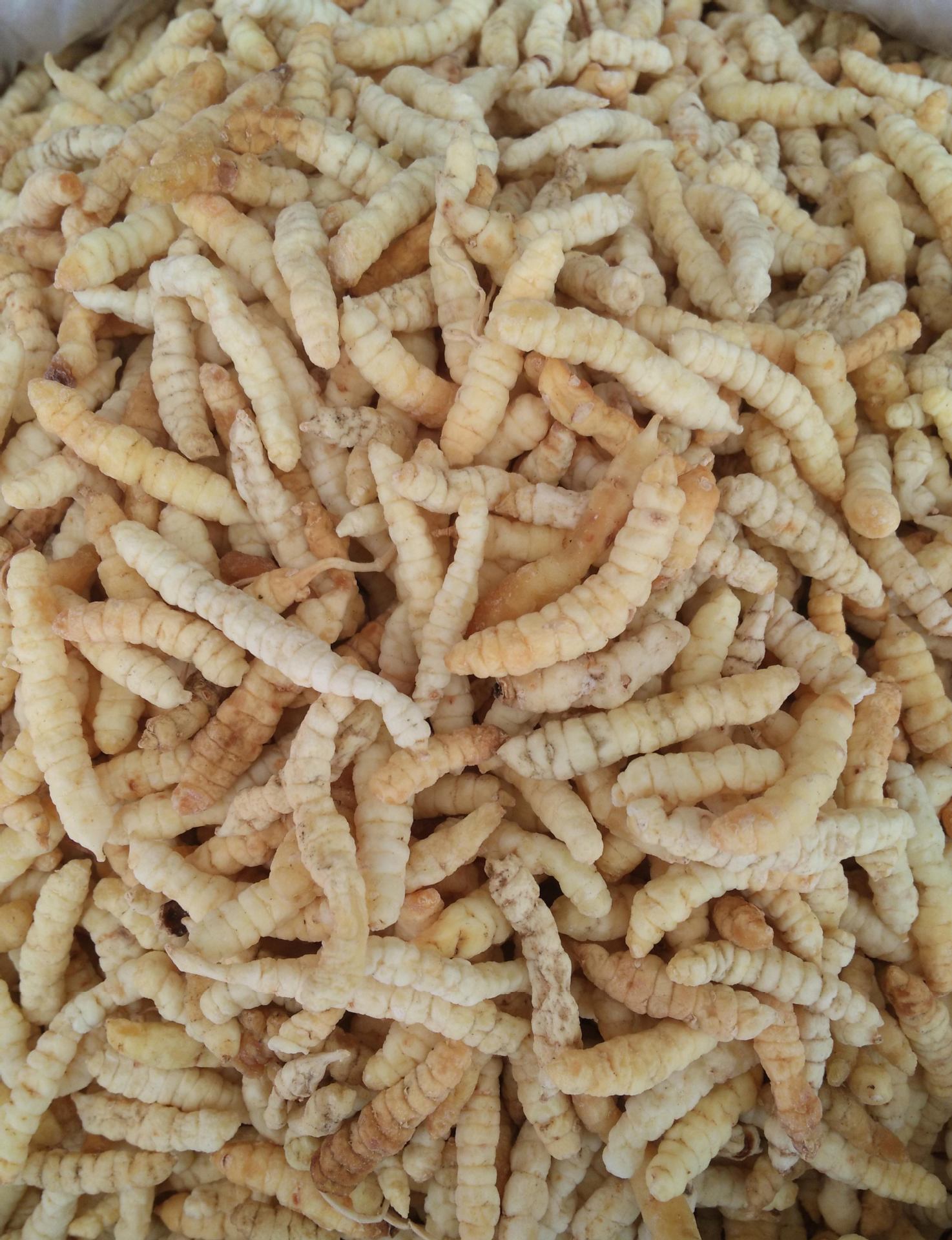 土冬虫草 草石蚕 草参 白虫草参 地蚕 草地蚕 泽兰根 土虫草新货