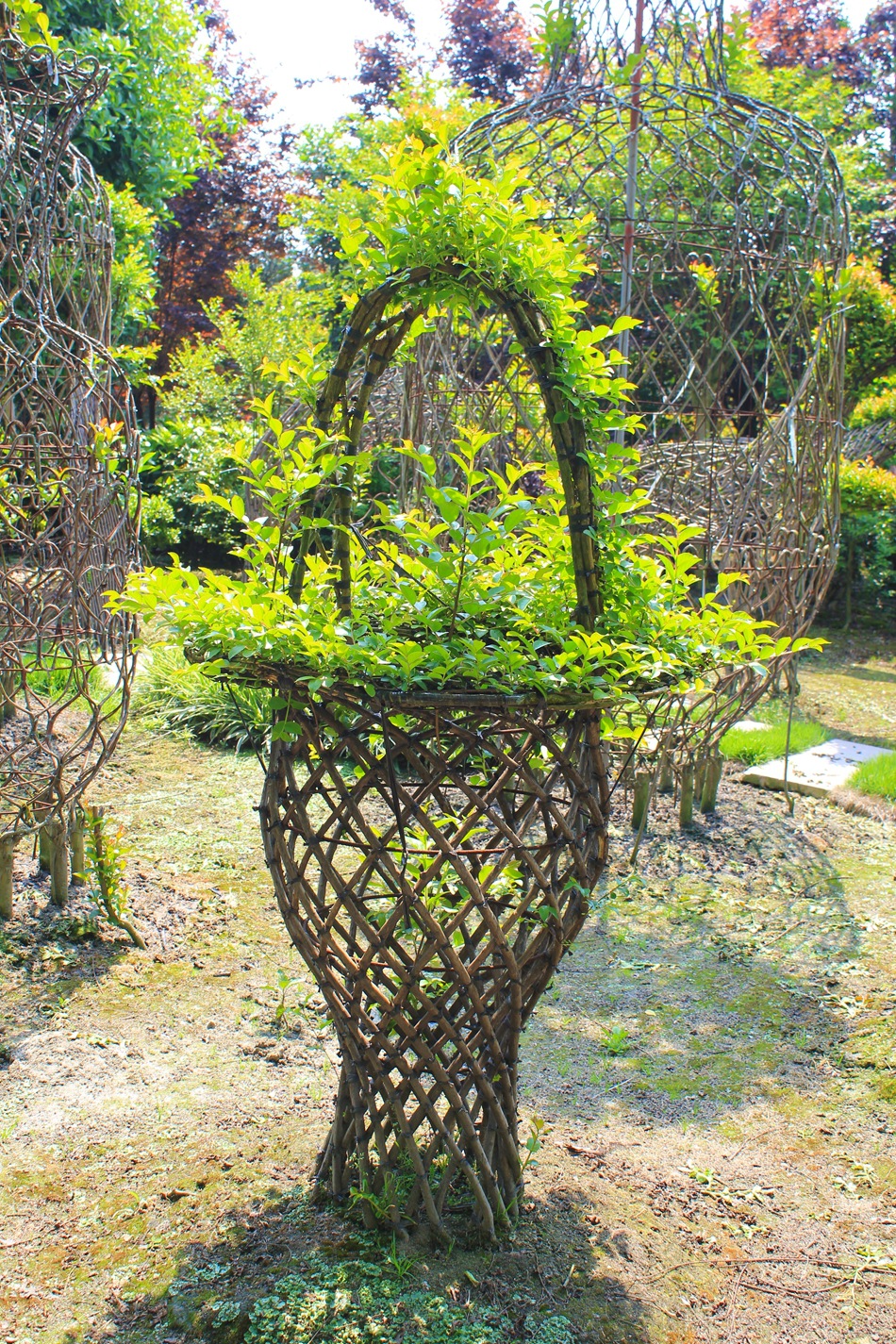 紫薇造型景观树 花篮编艺 园林绿化苗木 绿植编艺 大量现货批发