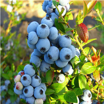 wild blueberry juice concentrate野生蓝莓浓缩汁