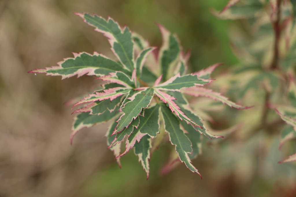 1公分2公分3公分蝴蝶枫 蝴蝶枫树 日本红枫蝴蝶枫价格参考