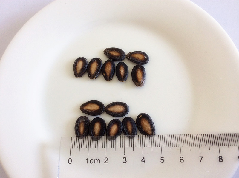 西瓜子西瓜籽籽瓜籽