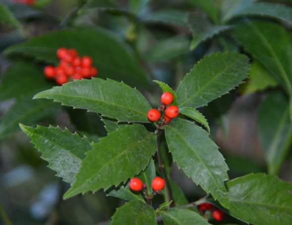 草珊瑚肿节风提取物九节风异嗪皮啶斯诺特厂家