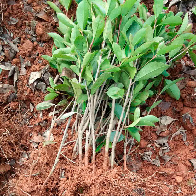 工程绿化苗木春鹃扦插小苗 庭院观赏绿化植物春鹃 价格实惠