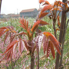 香椿树苗 食用盆栽地栽南北方种植室内庭院四季种植  鲜春芽果树