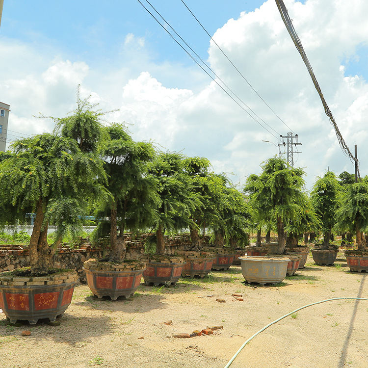 造型杜松树苗种植基地 漳浦马口原产地 供应耐寒杜松园林绿化
