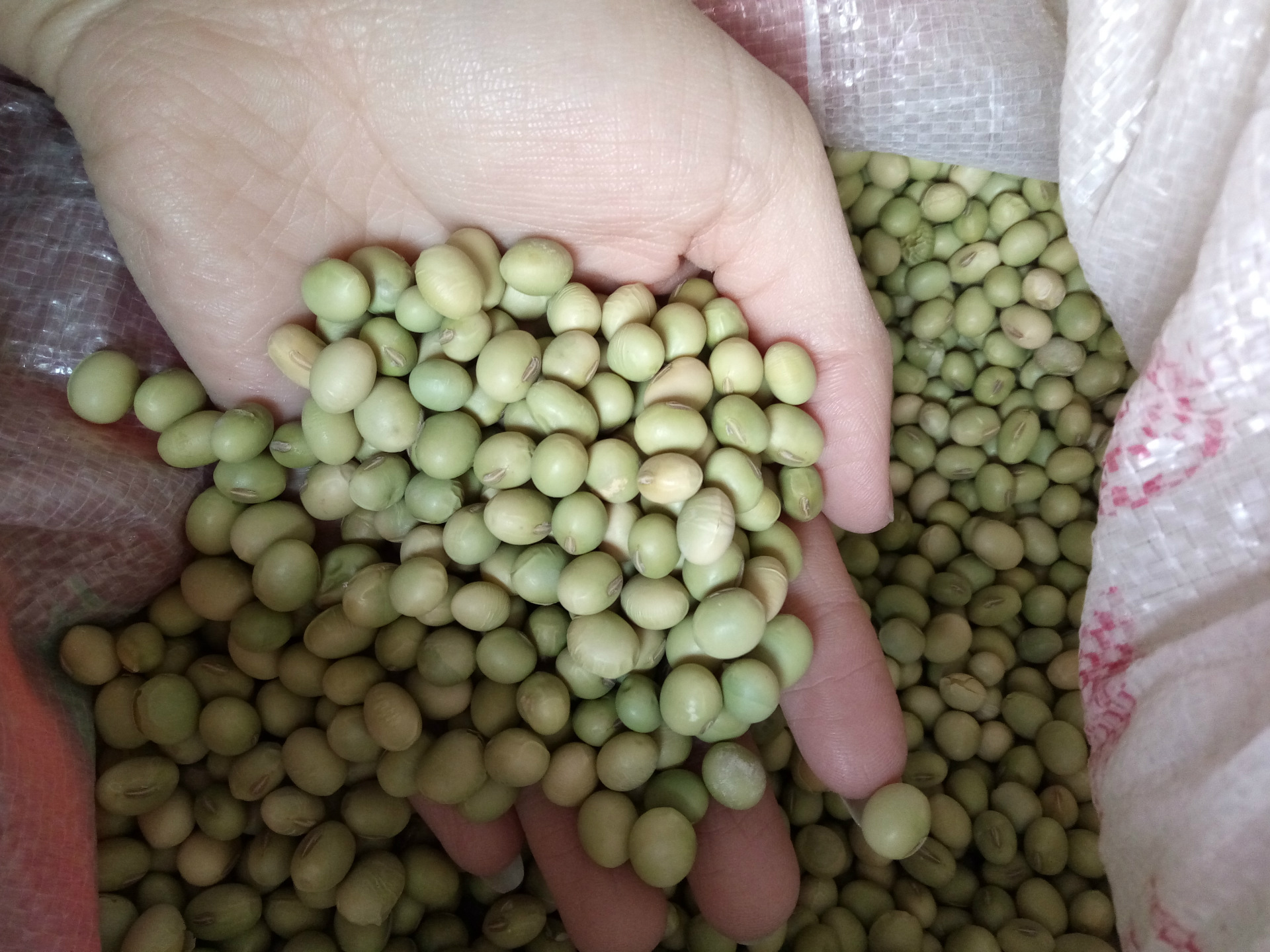 批发青毛豆种子 家庭阳台盆栽蔬菜水果种子 高产量型大豆 易种