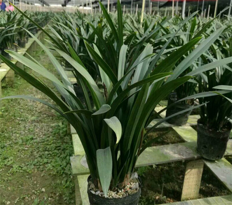 仿真花 假花兰花 大蕙兰叶 插花配材 叶子 绢花 装饰花剑叶蕙兰叶