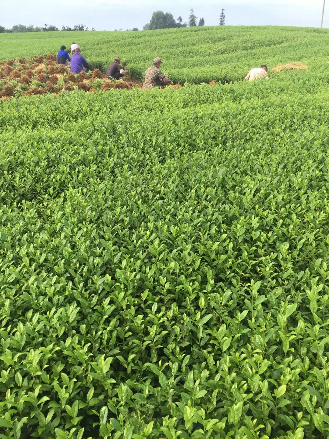 基地批发福鼎大白茶苗 供应茶苗 量大从优