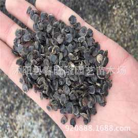 基地批发蜀葵花种子 蜀葵种子 草花种子花卉种子发芽率高