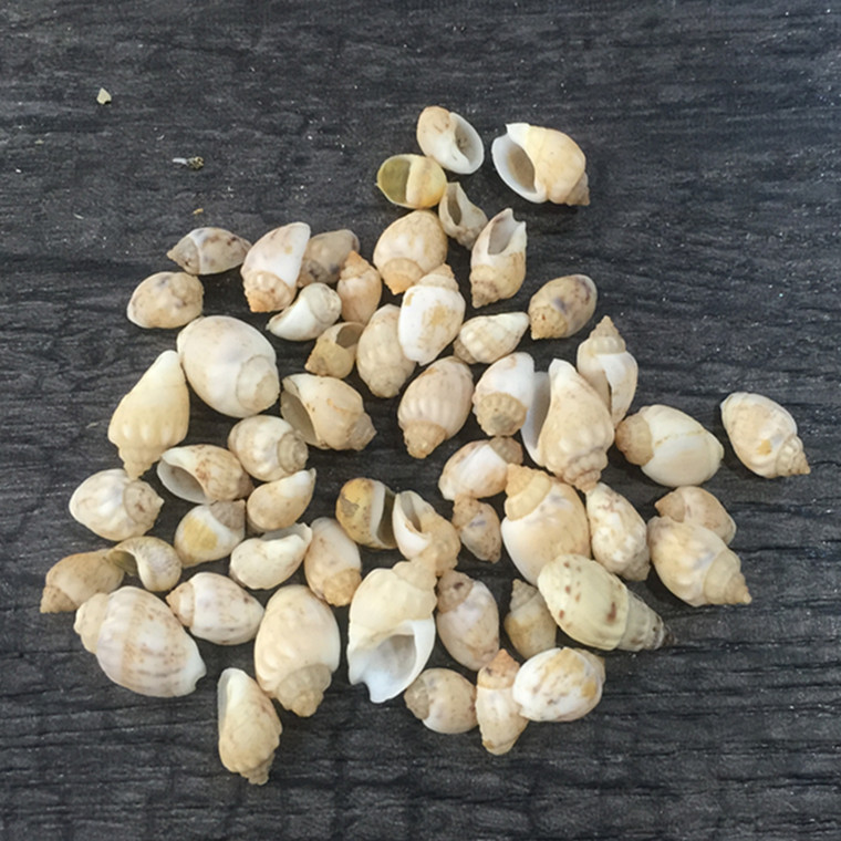 青米螺 工艺辅料 鱼缸造景配件 微景观装饰 天然贝壳小海螺