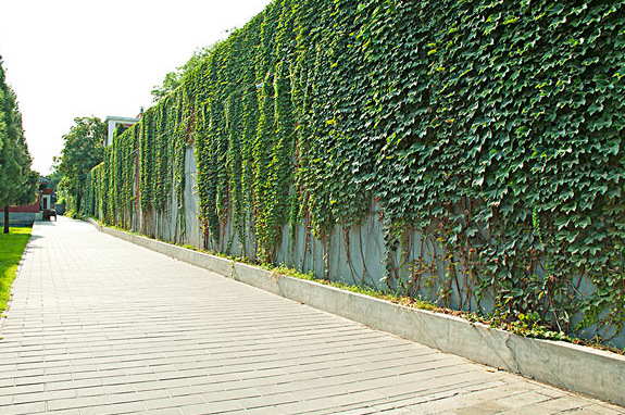 爬山虎苗 爬墙虎 藤本植物 攀缘花卉 垂直绿化 五叶地锦 趴山虎