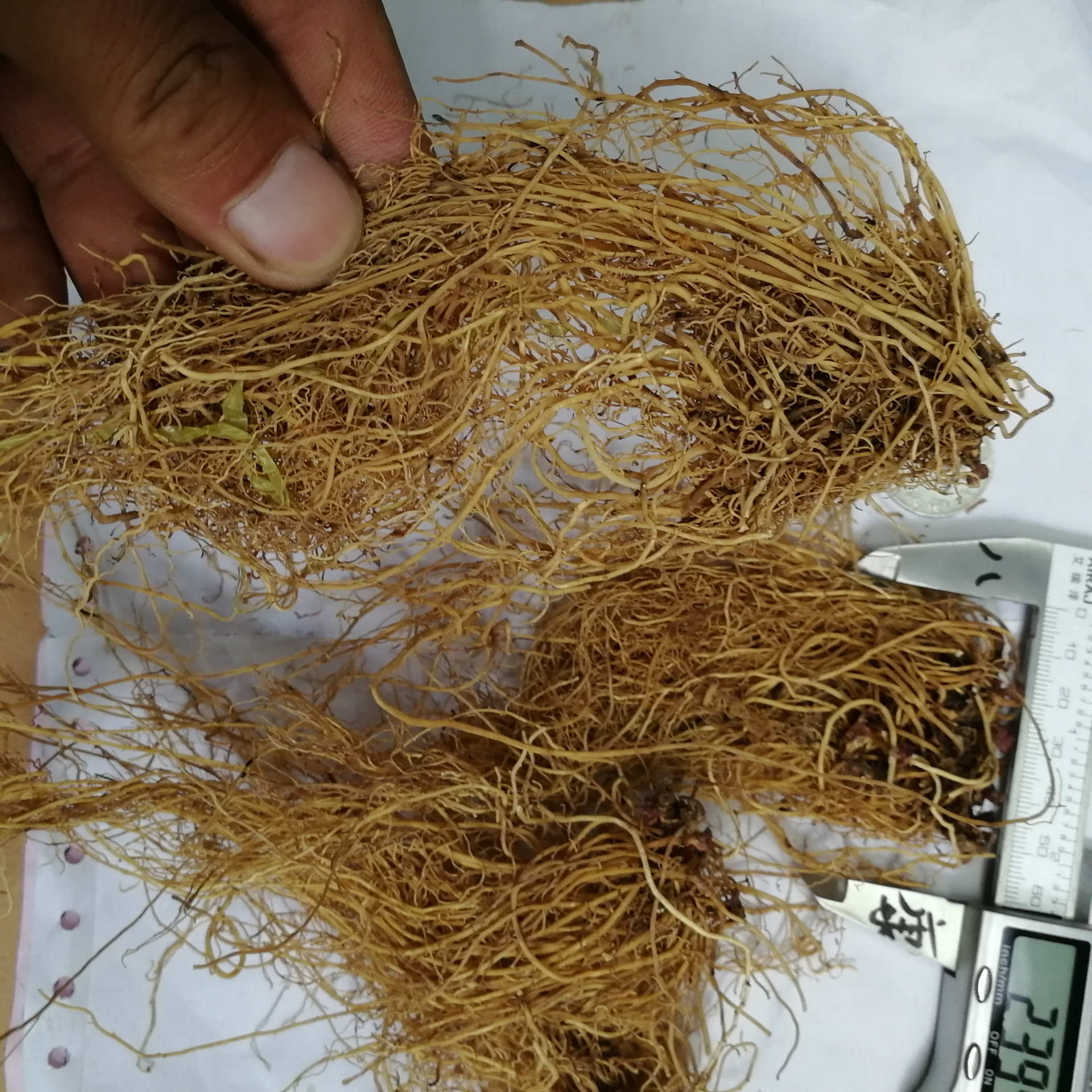 供应 细辛 01统 辽细辛 可打粉 量大从优 品种齐全