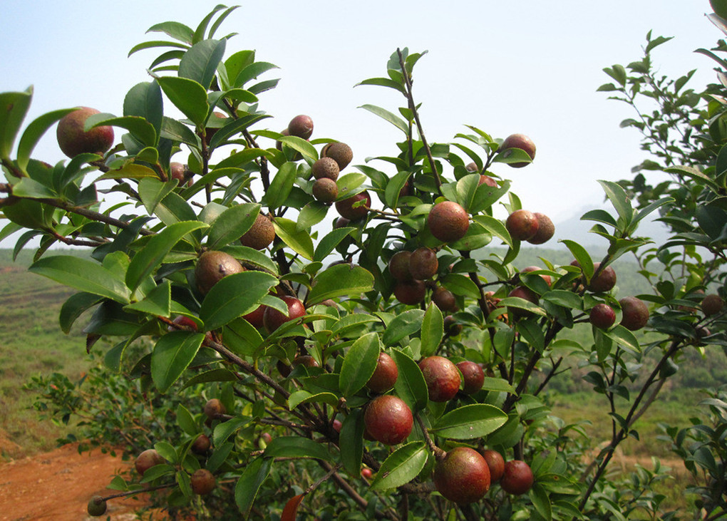 广东惠州谭公苗圃大量供应6080公分高果大高产油茶苗