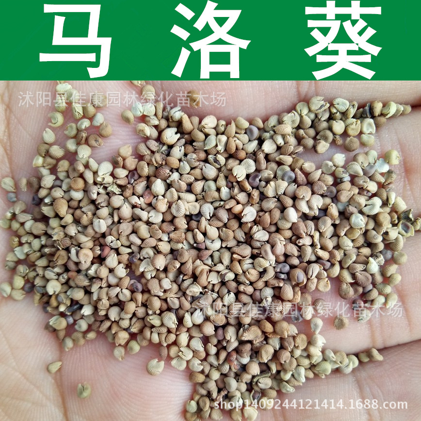 草花种子马洛葵种子锦葵种子花卉马洛葵花籽1件1斤