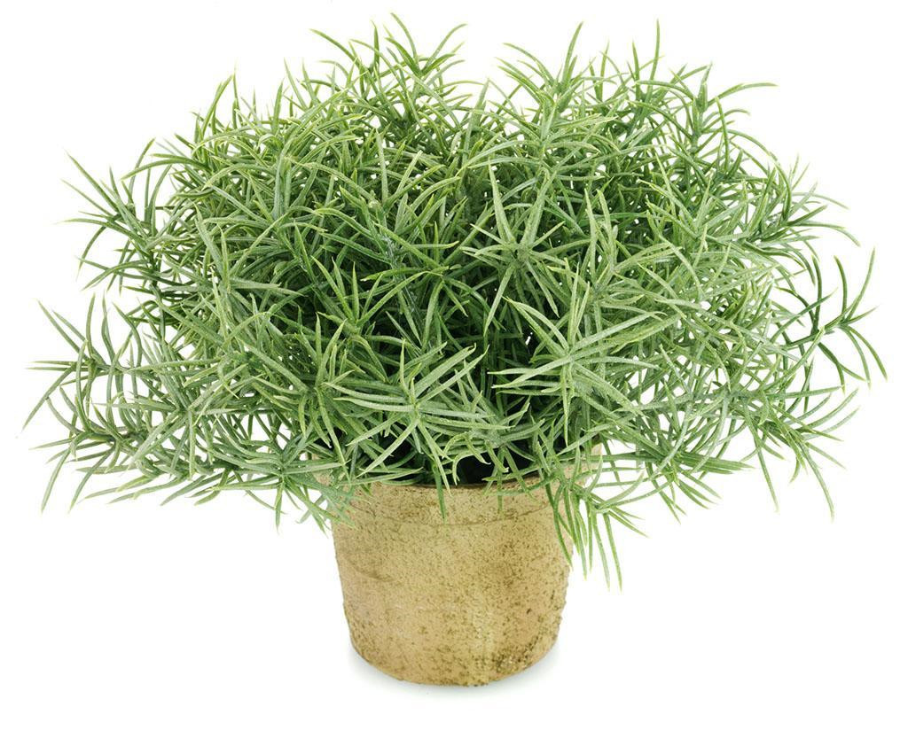 迷迭香 盆栽绿植花苗木 办公室桌面盆栽艾菊 散发香味花卉盆栽