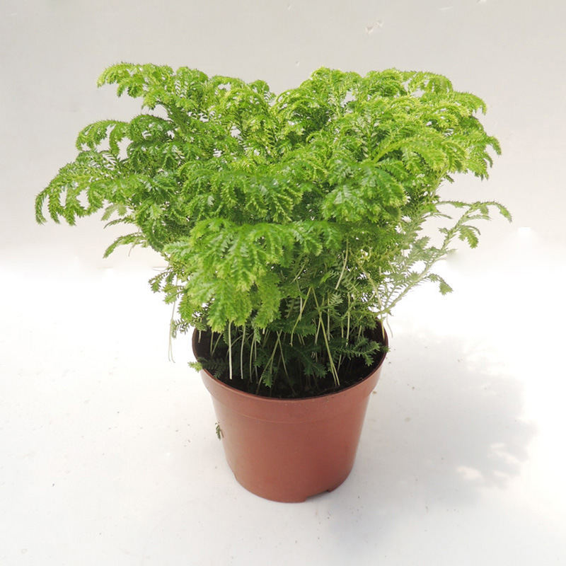 【基地直销】蕨类植物小盆栽 微景观搭配绿植(a90)萤光珊瑚蕨