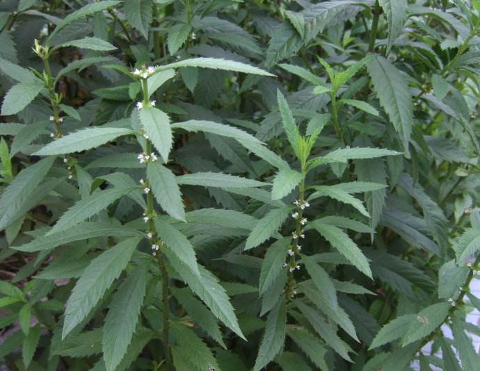 泽兰提取物 10:1 泽兰粉 比例提取 斯诺特厂家