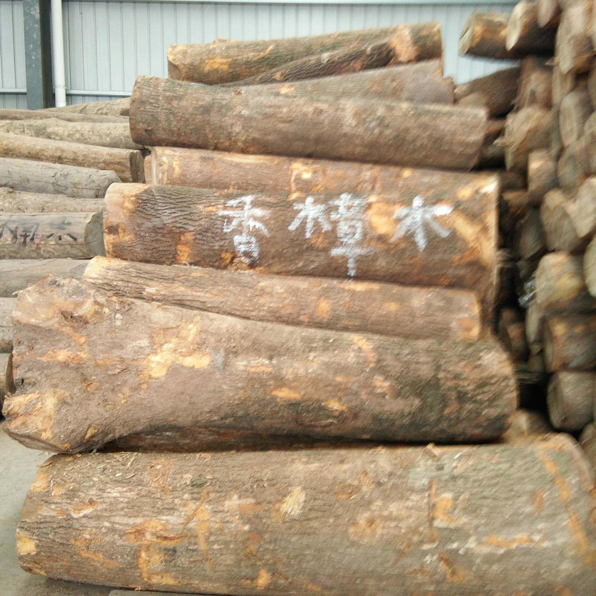 张家港木材 江西香 樟木 条杆直 香味足 口径大价格优惠