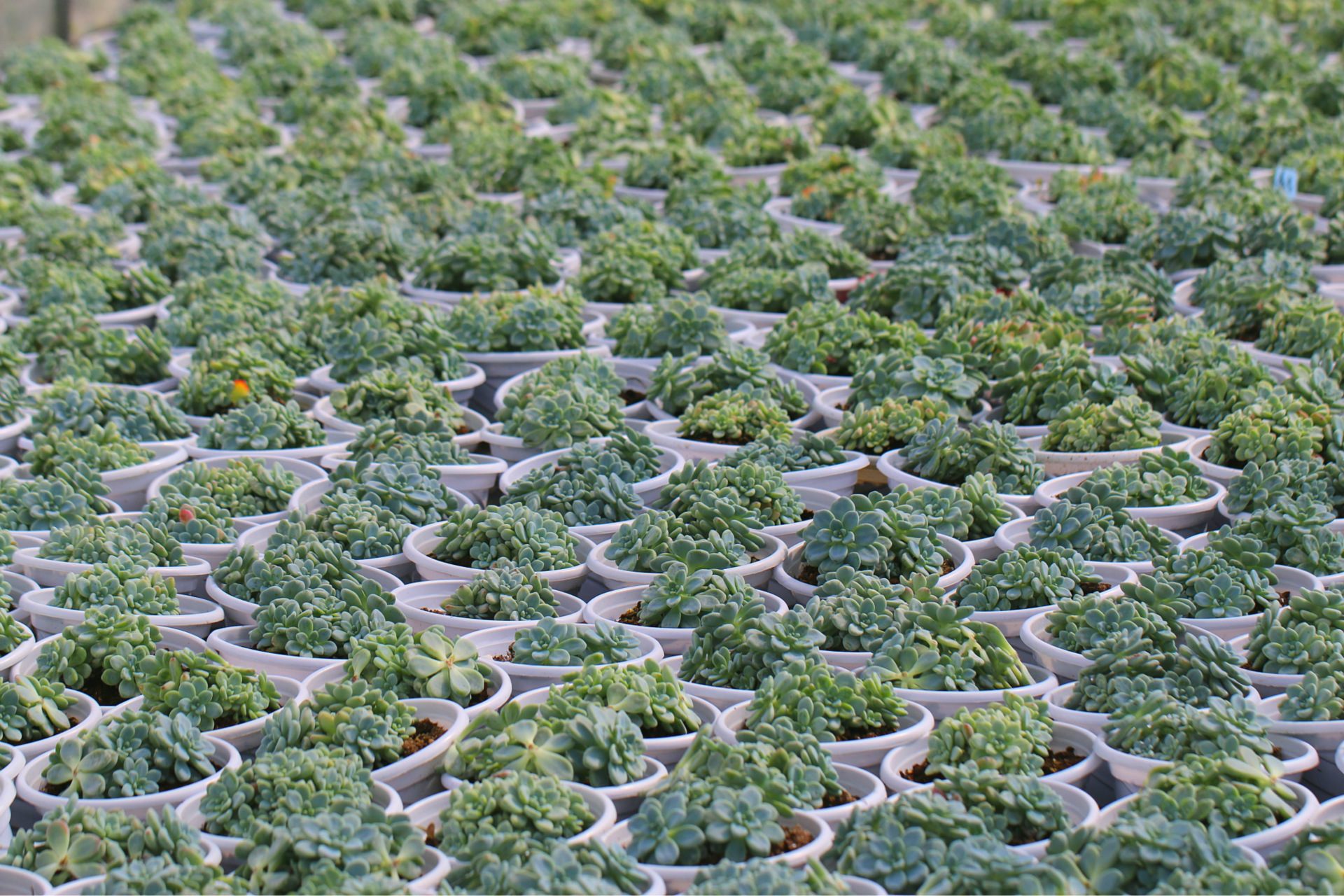 多肉 种苗 多肉植物 基地批发