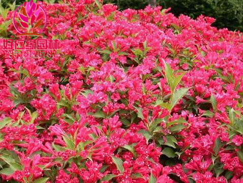 批发红王子锦带红王子锦带四季锦带花叶锦带货源充足