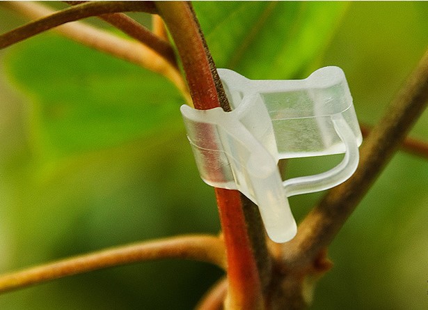 供应嫁接夹 植物嫁接夹 园艺塑料嫁接夹 西红柿嫁接夹批发