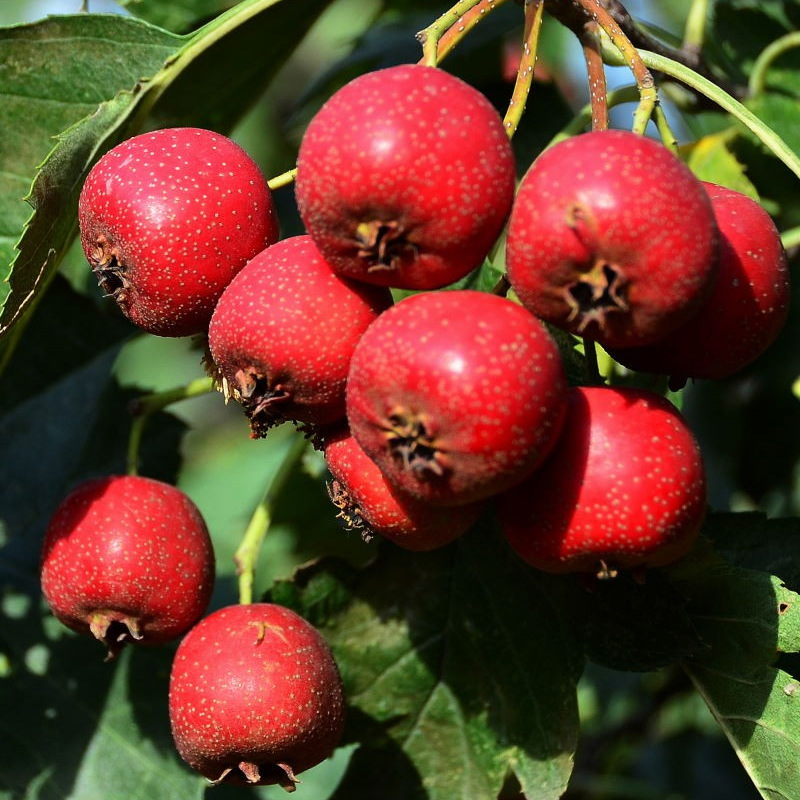 新鲜水果 口感酸甜的山东山楂鲜果来了 孕妇儿童最爱批发一件代发