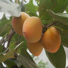 供应 矮化 柿子 嫁接树 甜柿子树  2-3年生 柿子树 价格