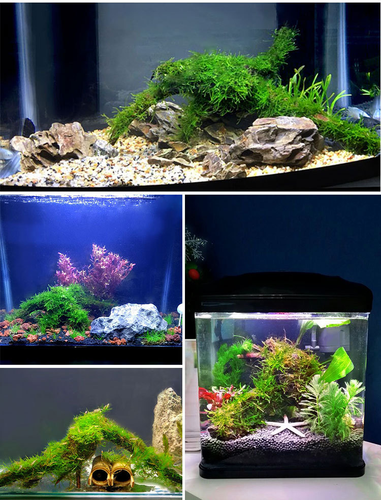 鱼缸造景莫斯树大三角莫斯活体真水草植物草缸造景套餐水族箱装饰