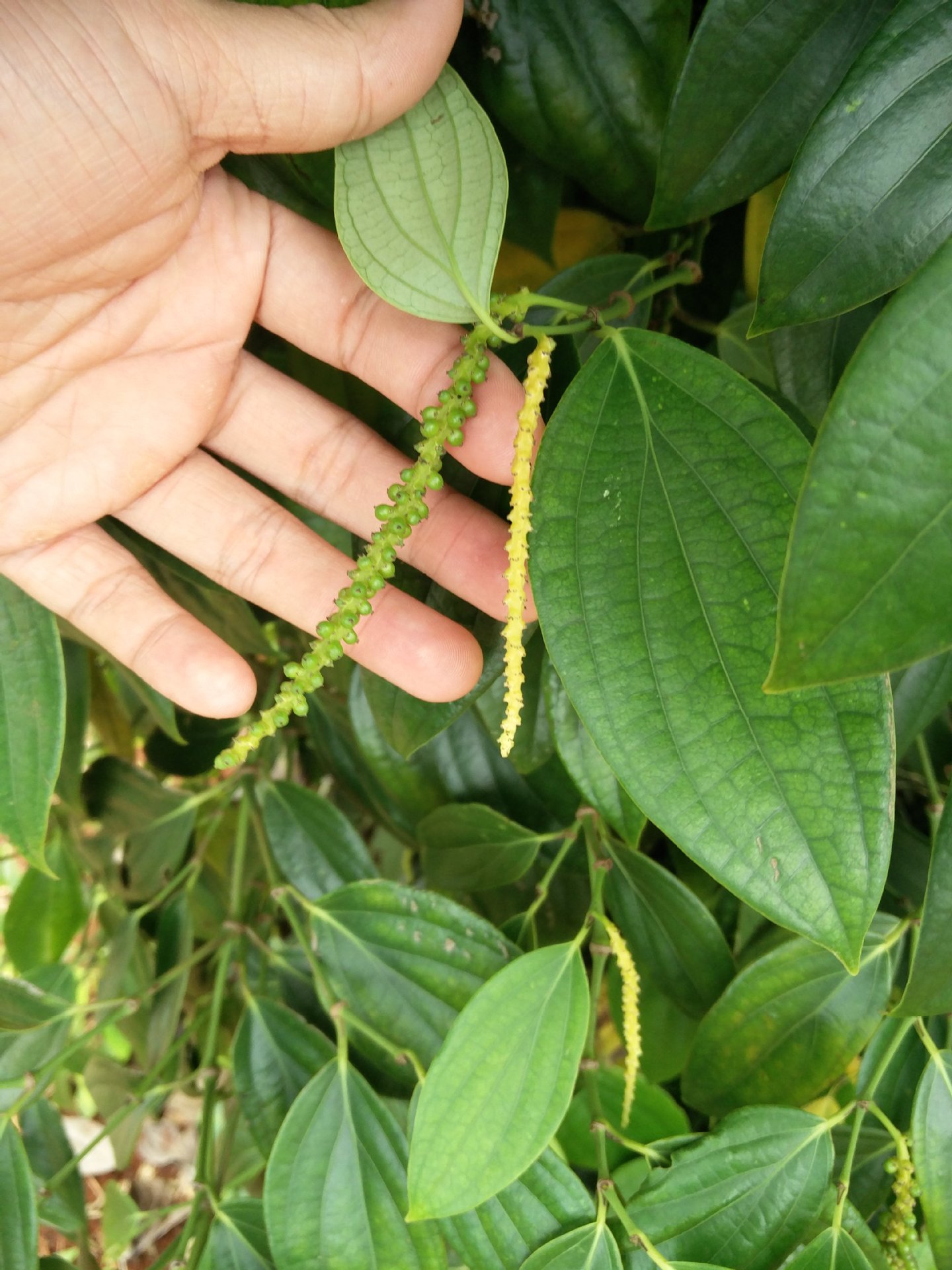 包邮批发海南特产胡椒根野生纯根农家老胡椒根料厂家直销