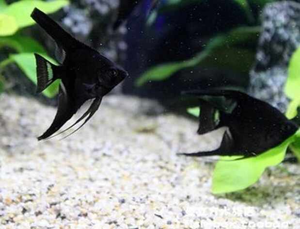 黑神仙鱼 墨燕 热带鱼 观赏鱼 黑仙 神仙鱼 神仙