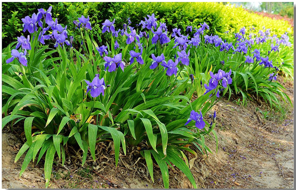 批发优质鸢尾 多色水体绿化鸢尾花苗 园林绿化种植观赏植物
