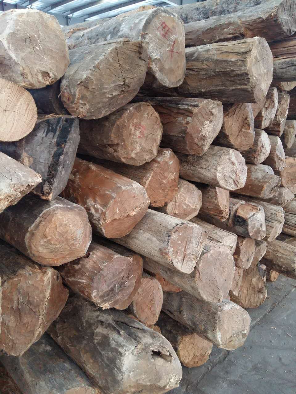 一手货源供应_马达加斯加黄金檀原木_马达加斯加榄仁_原木批发