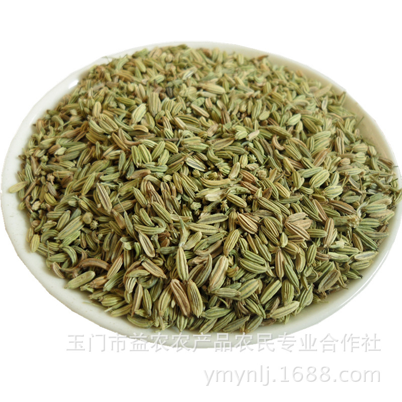厂家大量供应花海小茴香 甘肃花海小茴香 优质花海小茴香直销批发